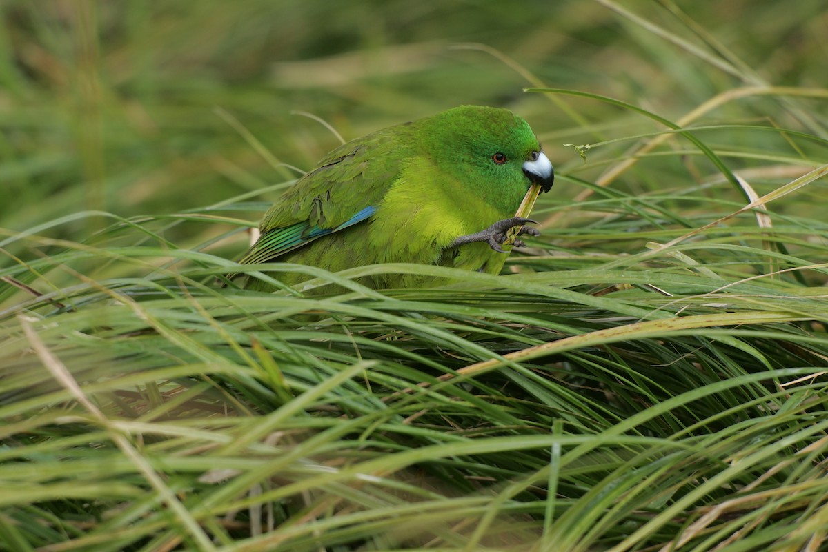 Antipodes Parakeet - ML224226241