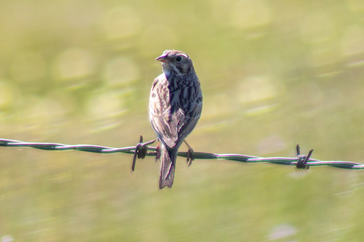 Vesper Sparrow - David Pluth