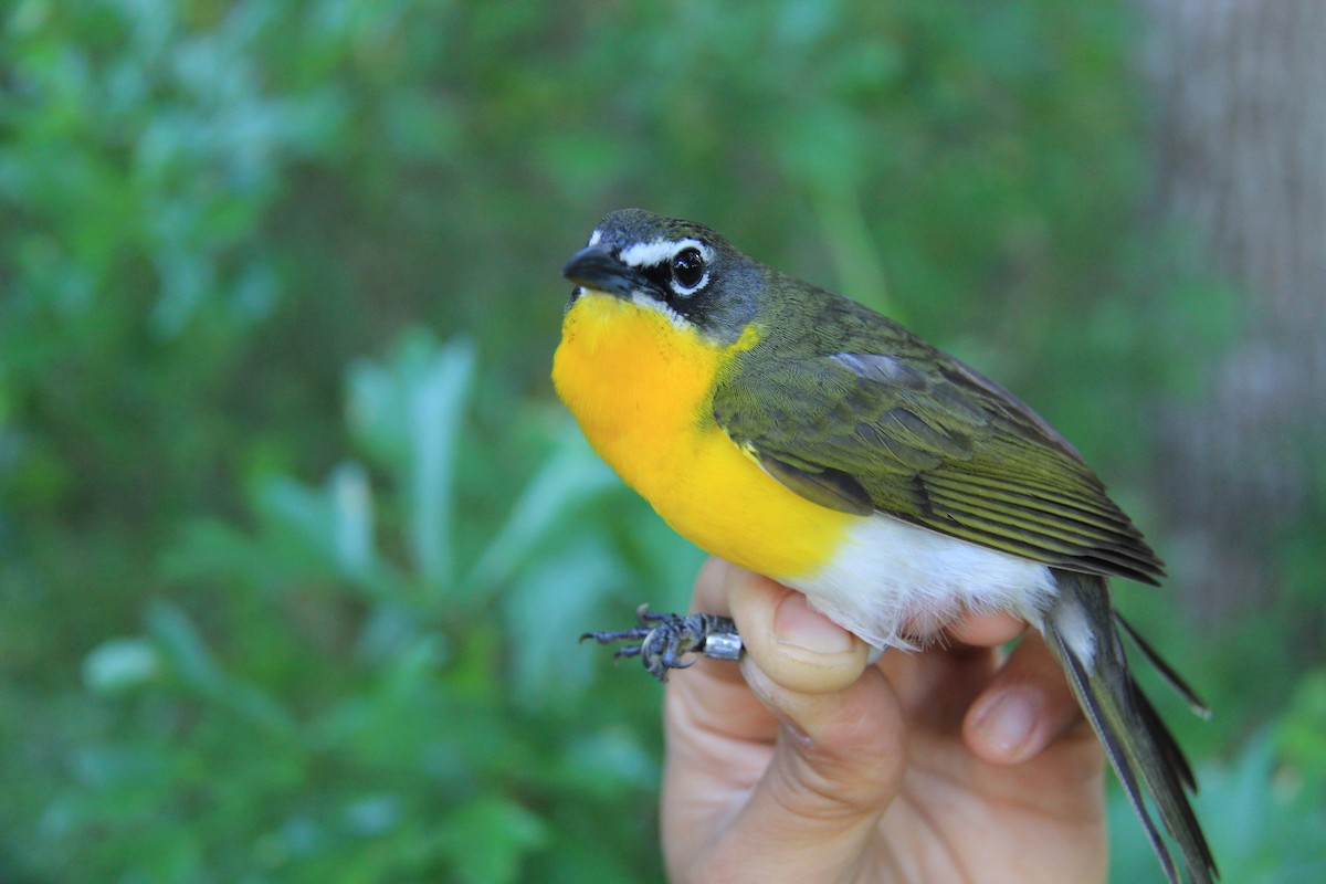 Yellow-breasted Chat - ML224227791