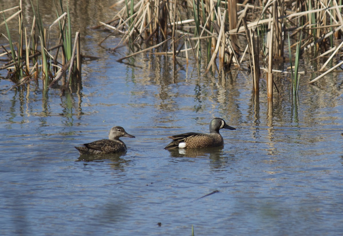 Blue-winged Teal - ML224229211