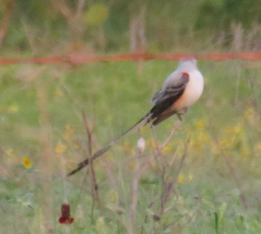 Scissor-tailed Flycatcher - ML224229401