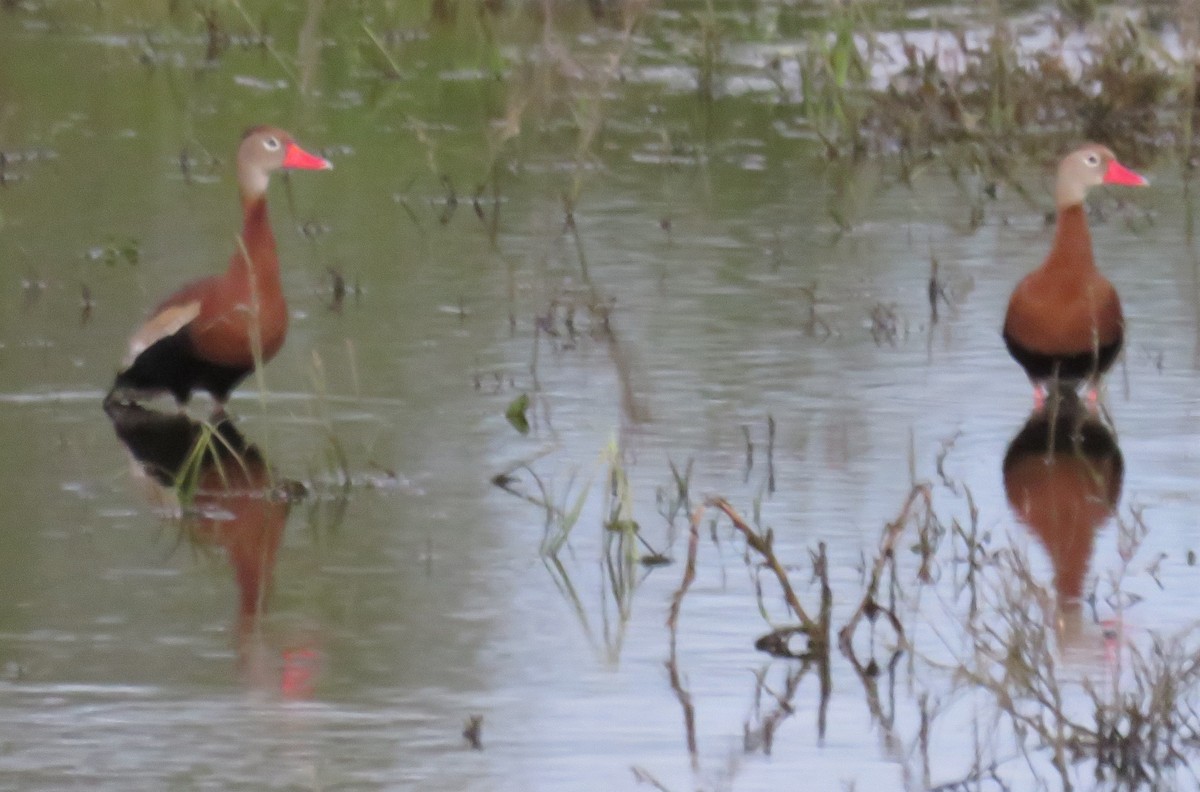 Black-bellied Whistling-Duck - ML224229541