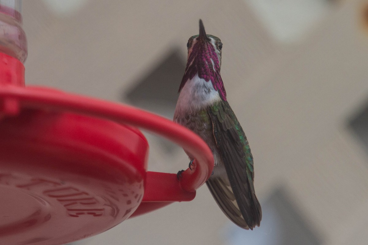 Calliope Hummingbird - Dawn Beattie