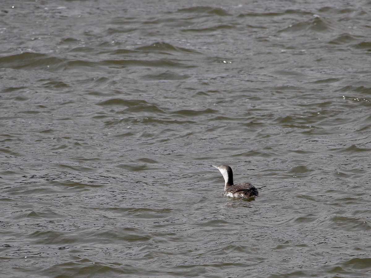 Red-throated Loon - ML224231971