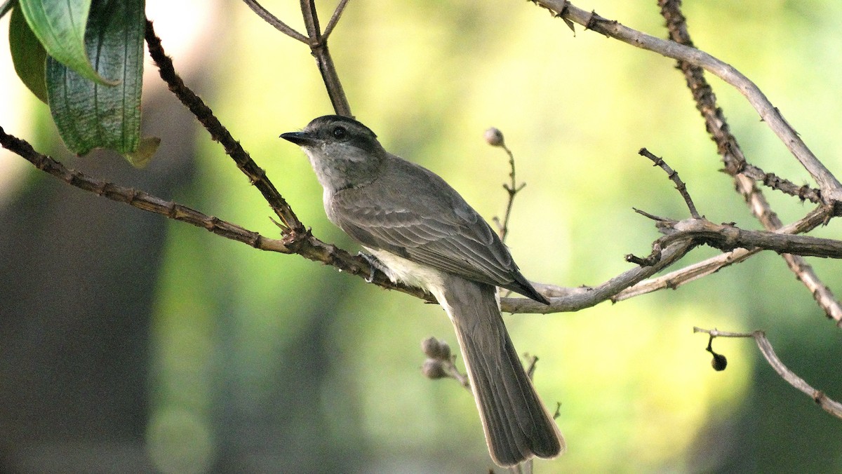 Crowned Slaty Flycatcher - ML22423211