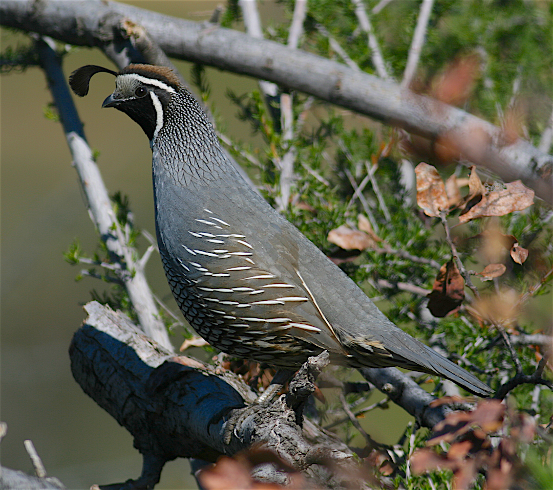 California Quail - ML224232281