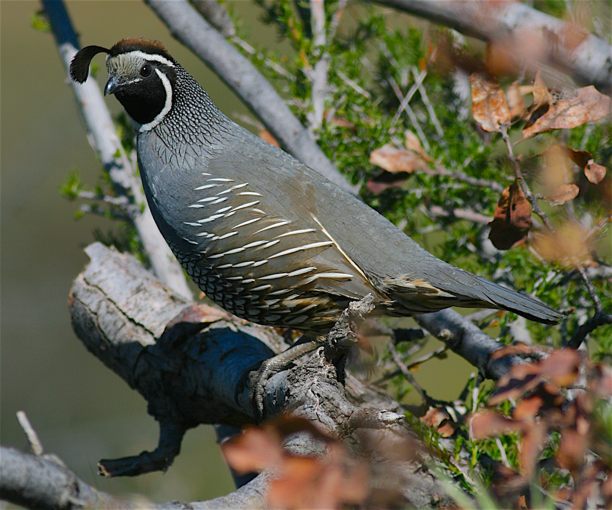 California Quail - ML224232331