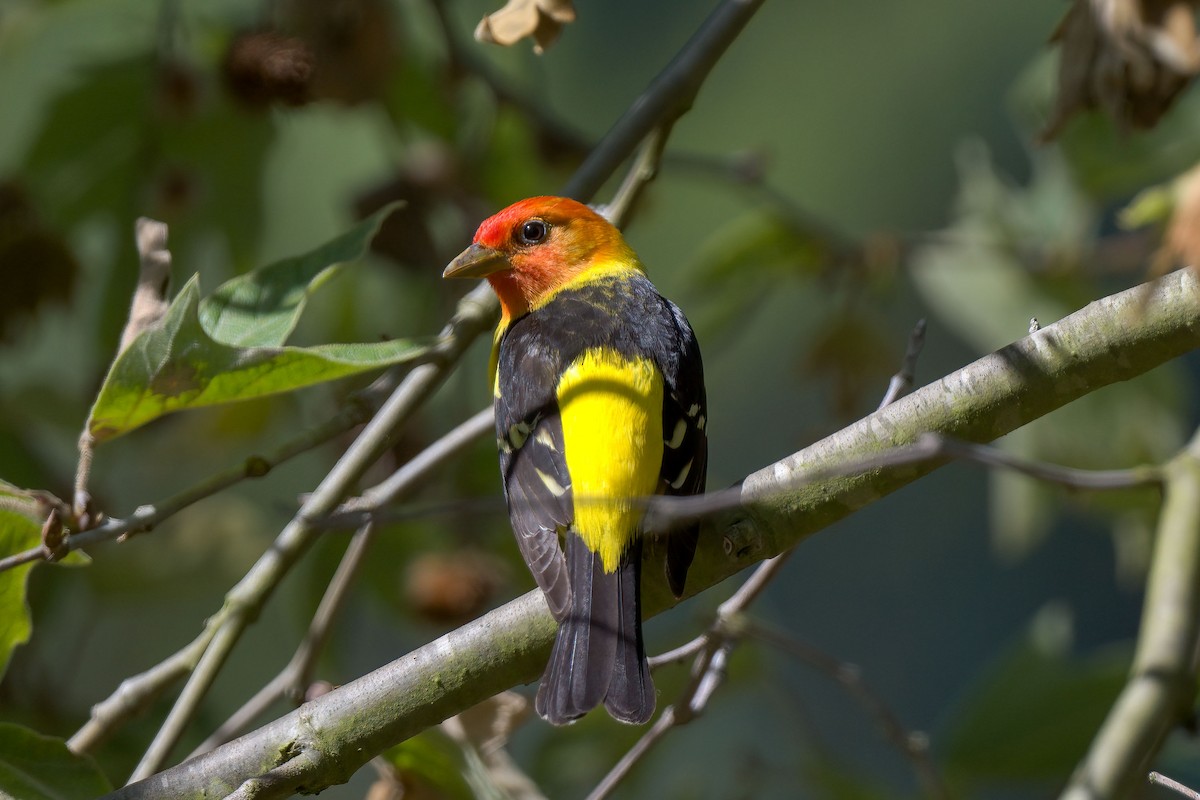 Western Tanager - ML224236151