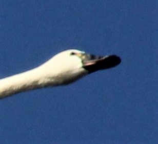 Tundra Swan - ML224236431