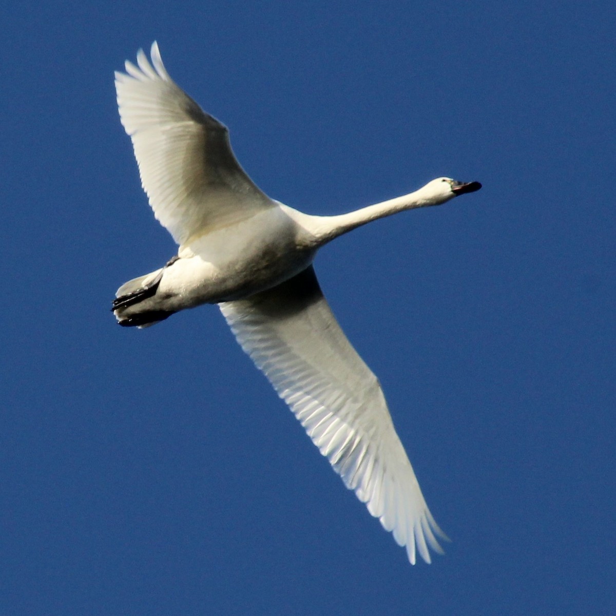 Tundra Swan - ML224236451