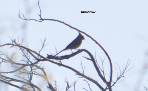 Pyrrhuloxia - ML224238361