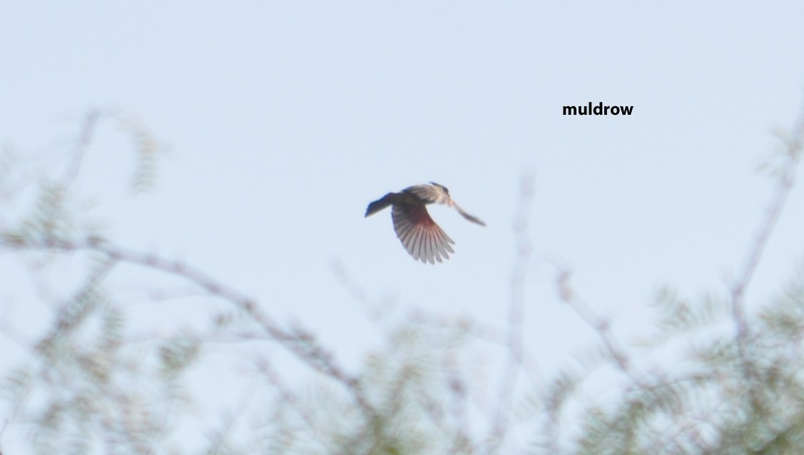 Pyrrhuloxia - ML224238461