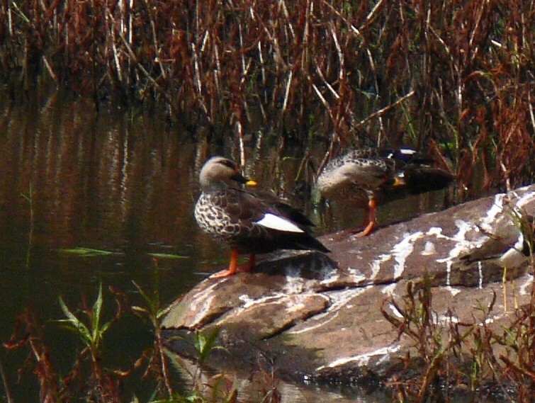 Indian Spot-billed Duck - ML22424081