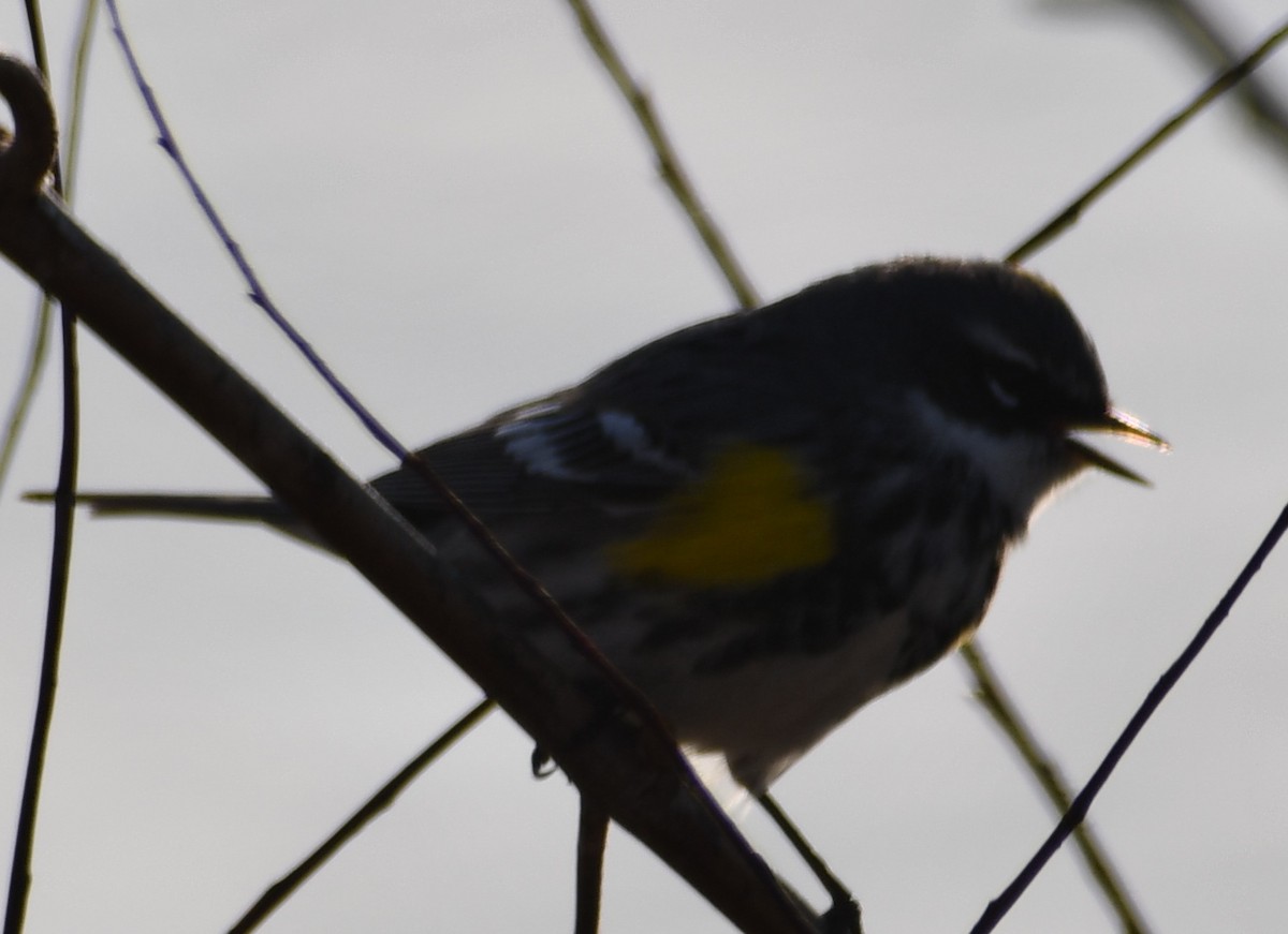 Yellow-rumped Warbler - ML224241861