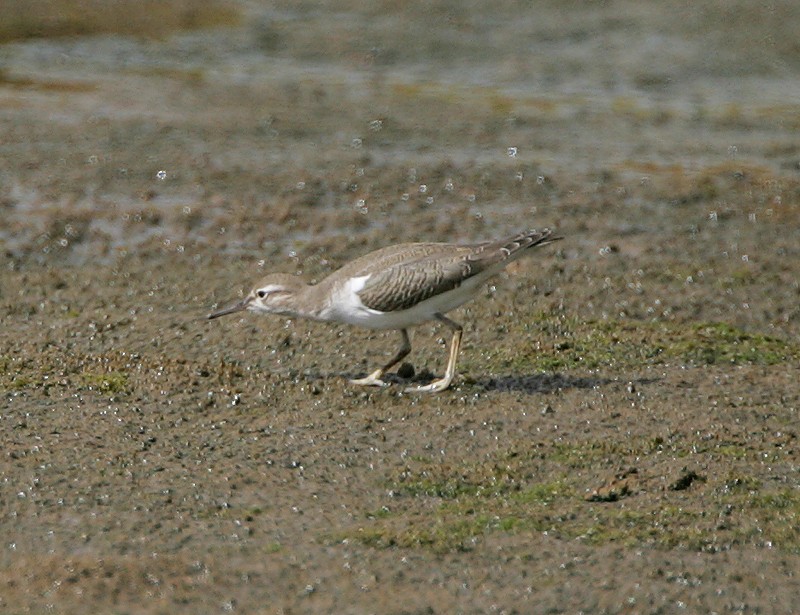 Spotted Sandpiper - Michael Walther