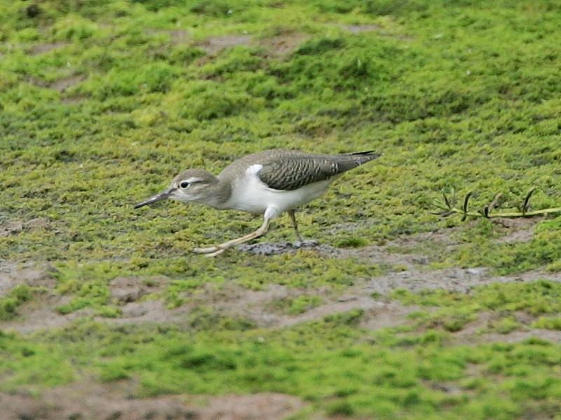 Spotted Sandpiper - Michael Walther