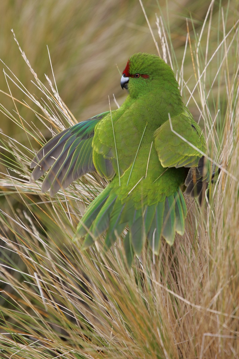 Reischek's Parakeet - ML224243601