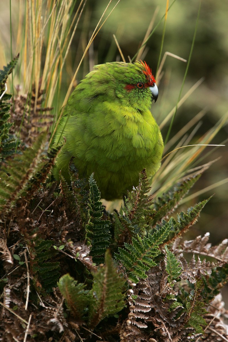 Reischek's Parakeet - ML224243791