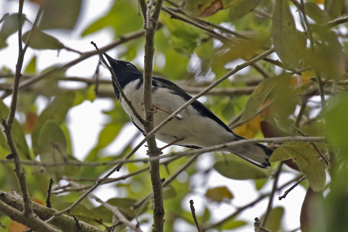 Black-throated Blue Warbler - ML224244351