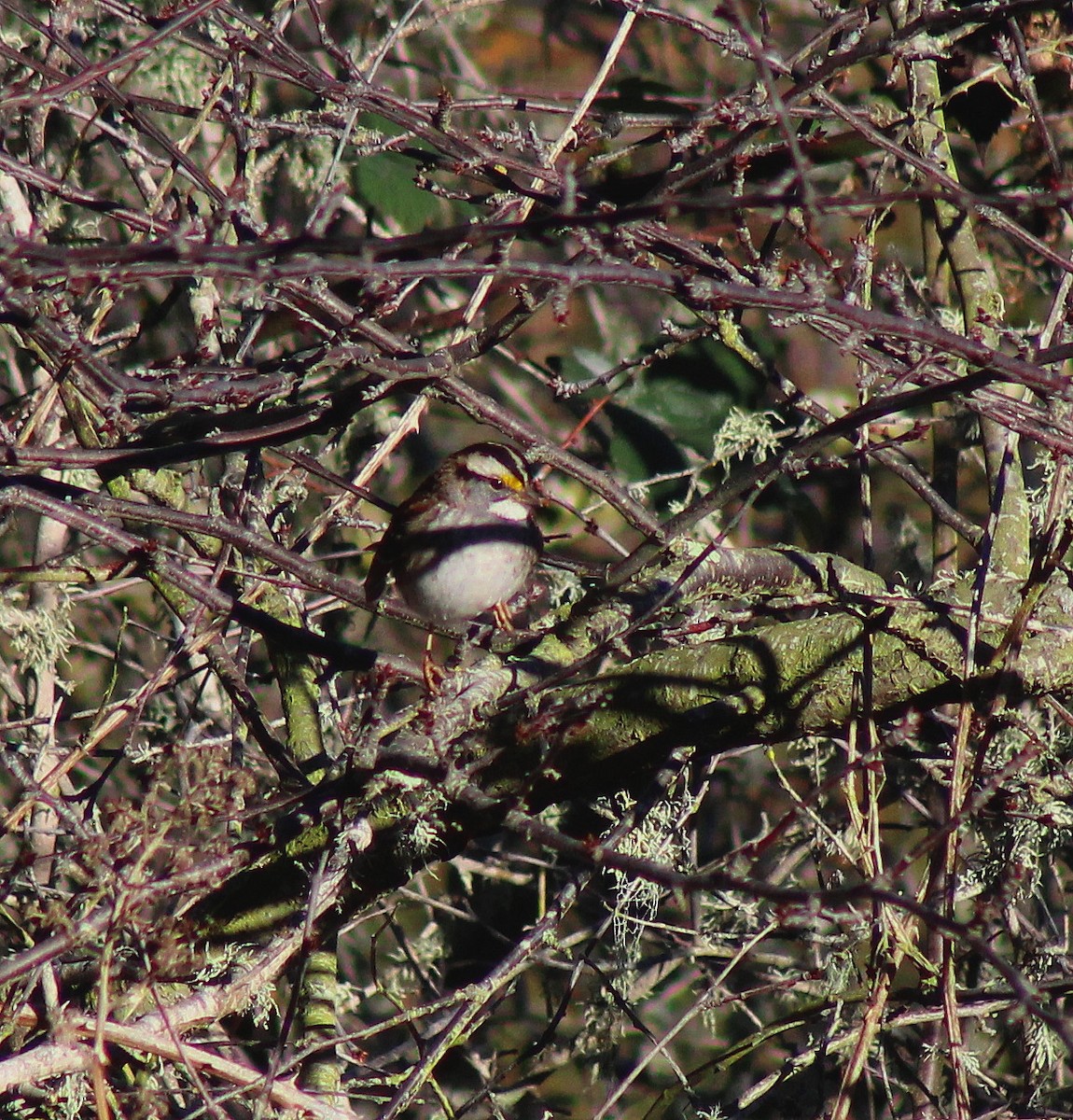 White-throated Sparrow - ML22424511