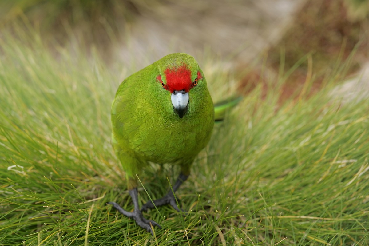 Reischek's Parakeet - ML224246501