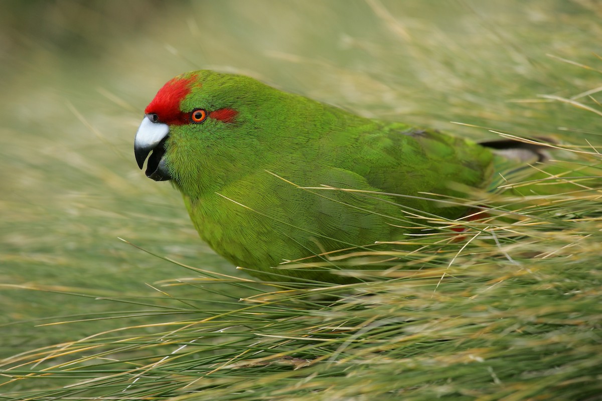 Reischek's Parakeet - ML224246581