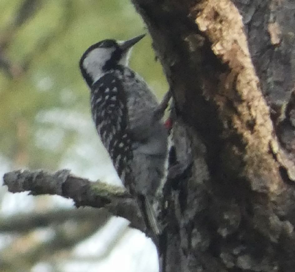 Red-cockaded Woodpecker - Bill Pranty