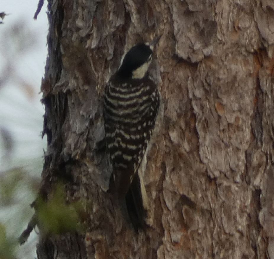 Red-cockaded Woodpecker - ML224246931