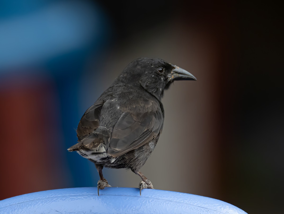 Common Cactus-Finch - ML224247711