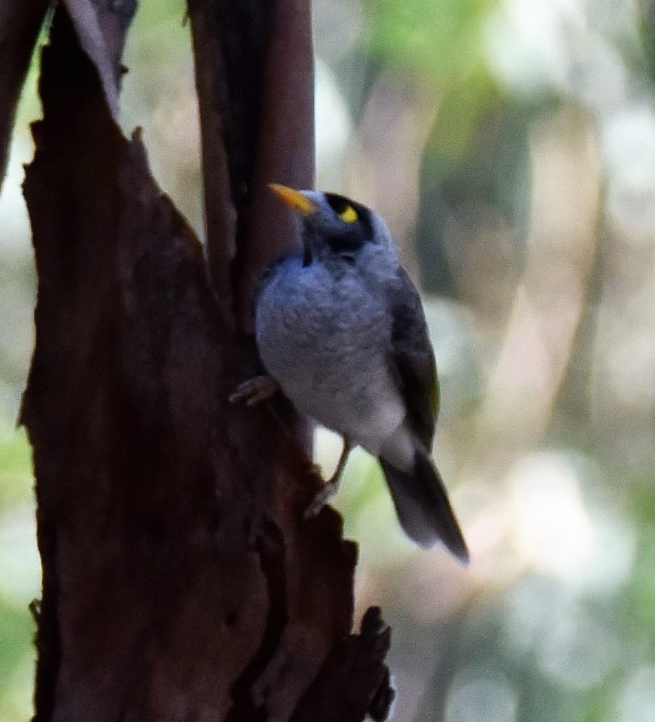 Noisy Miner - ML224248741