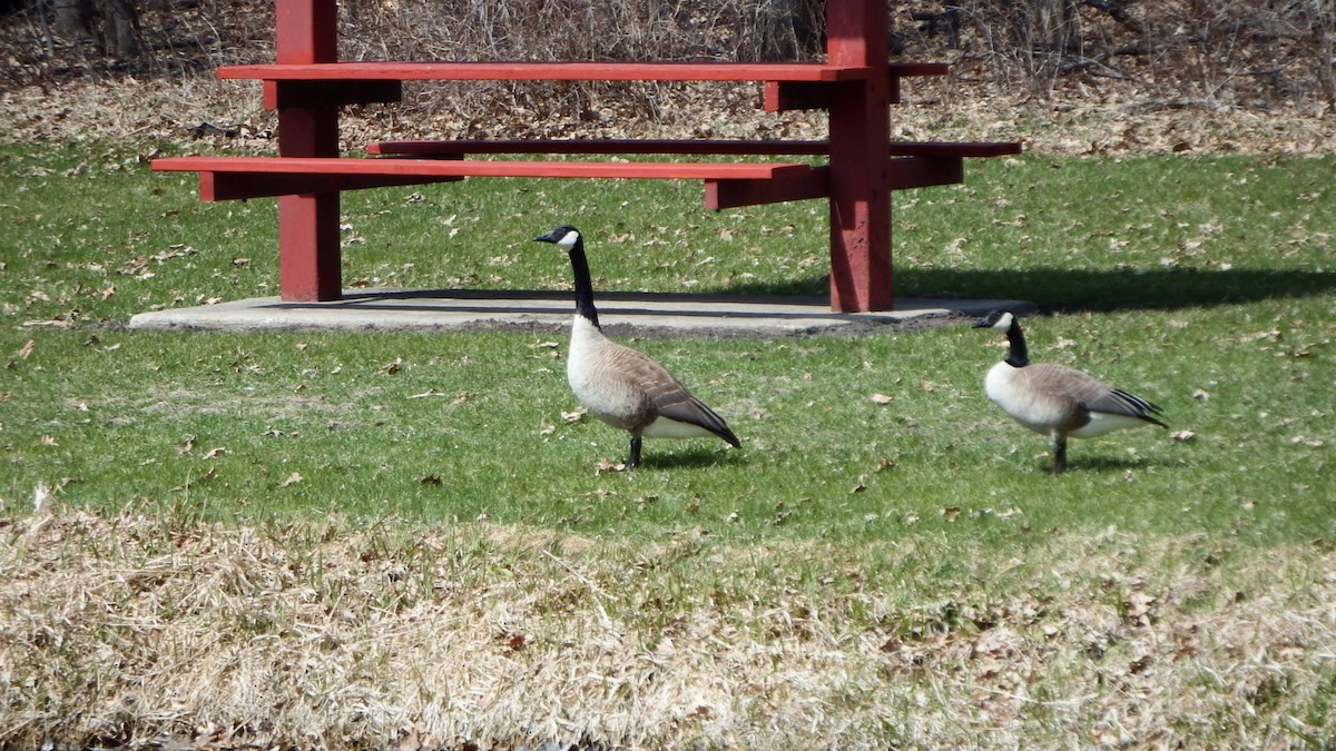 Canada Goose - ML224250121