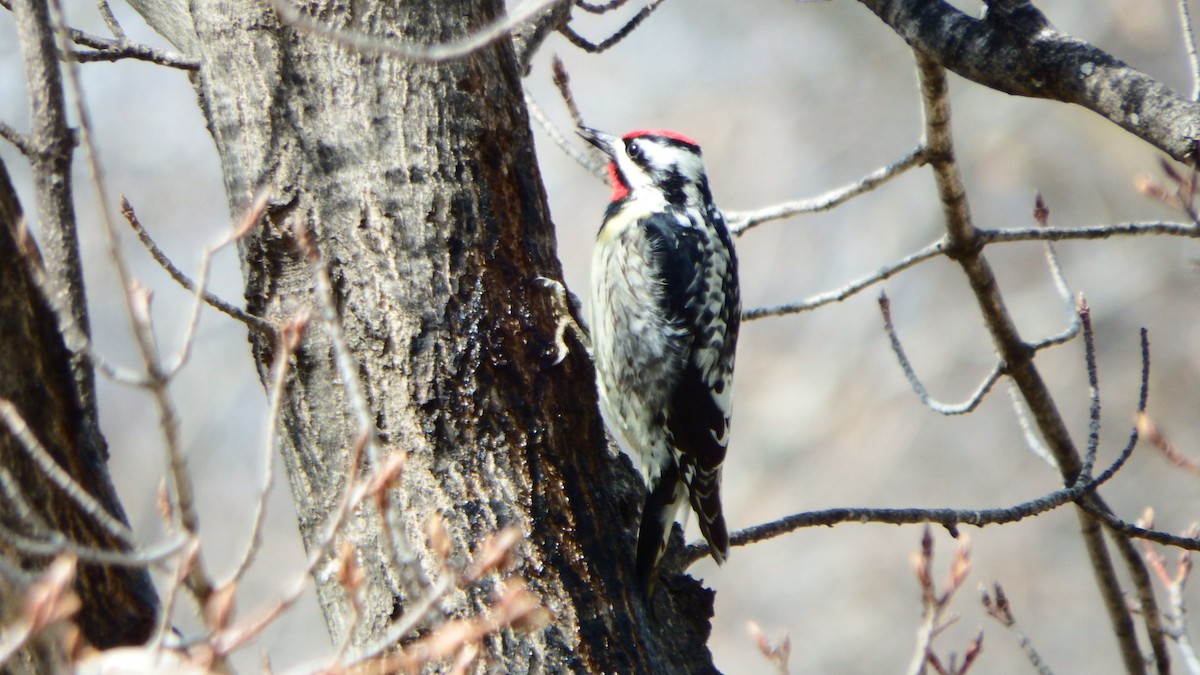 Yellow-bellied Sapsucker - ML224250251