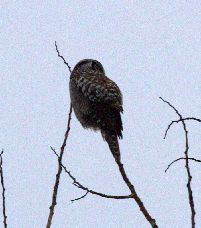 Northern Hawk Owl - ML22425031