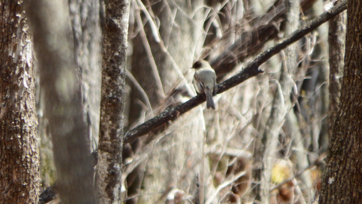 Eastern Phoebe - ML224250491