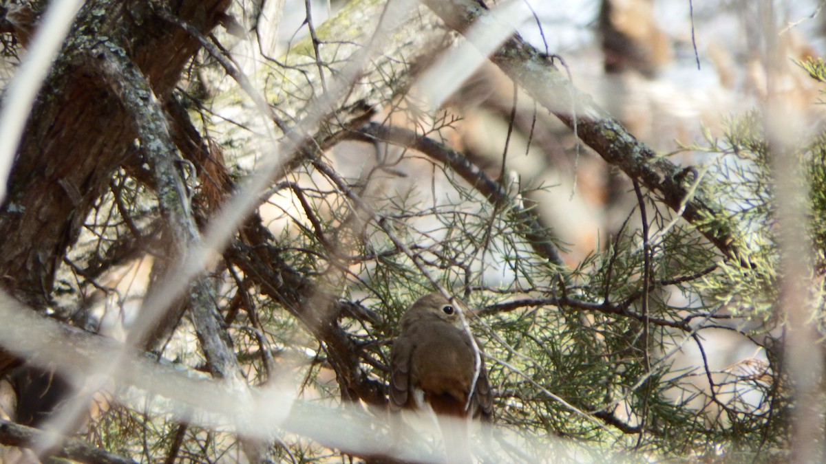 Hermit Thrush - ML224250581
