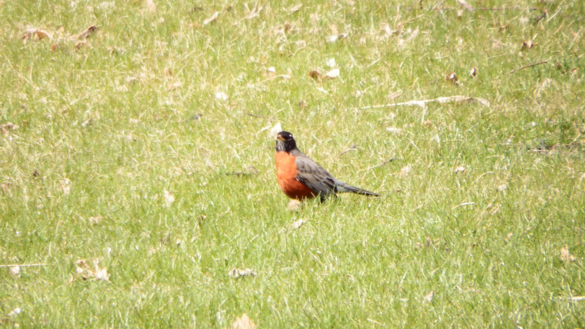 American Robin - ML224250641