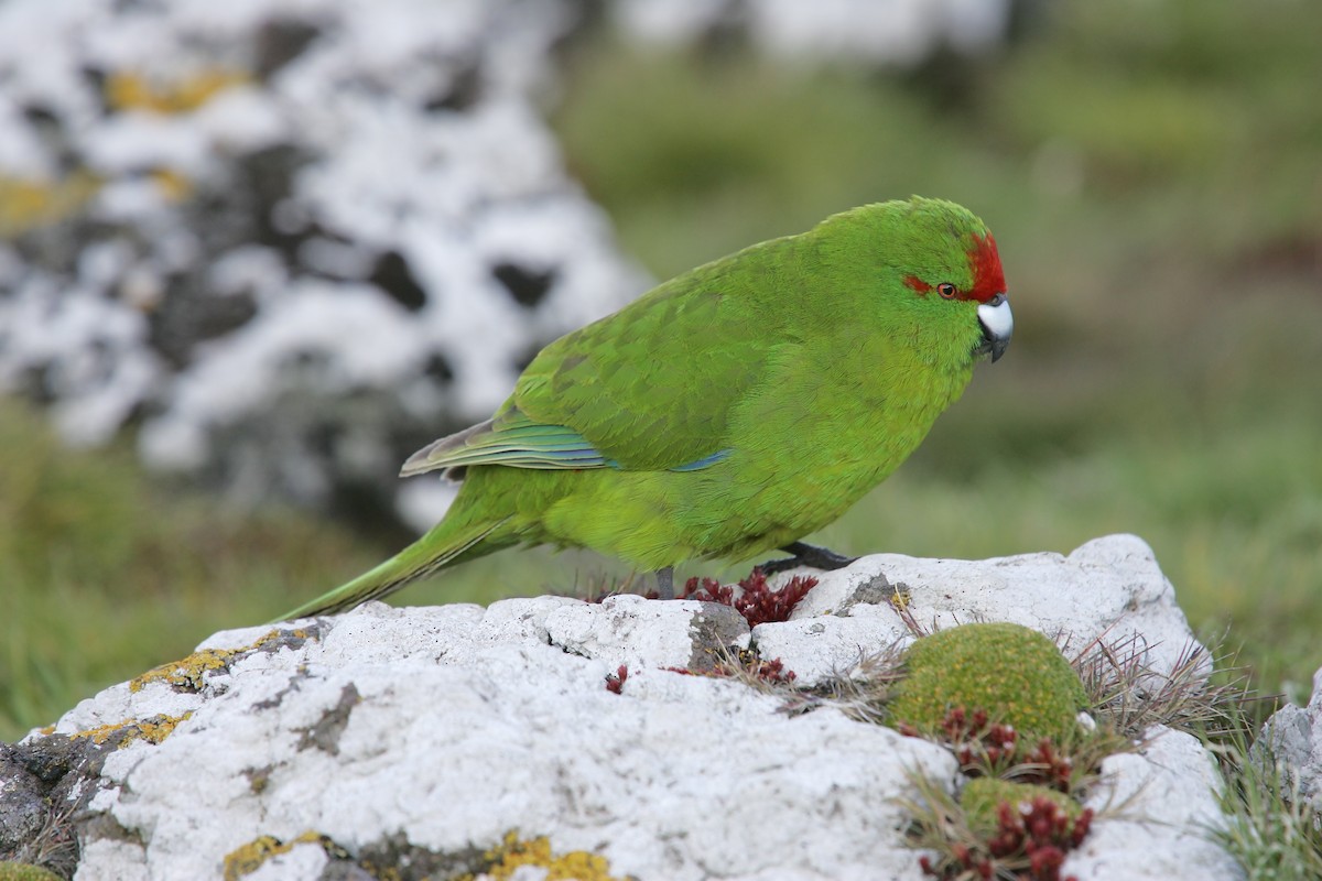 Reischek's Parakeet - ML224250721