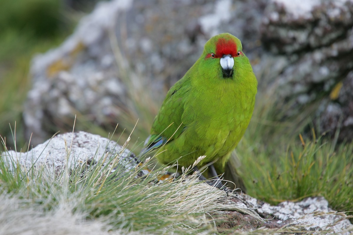 Reischek's Parakeet - David Boyle