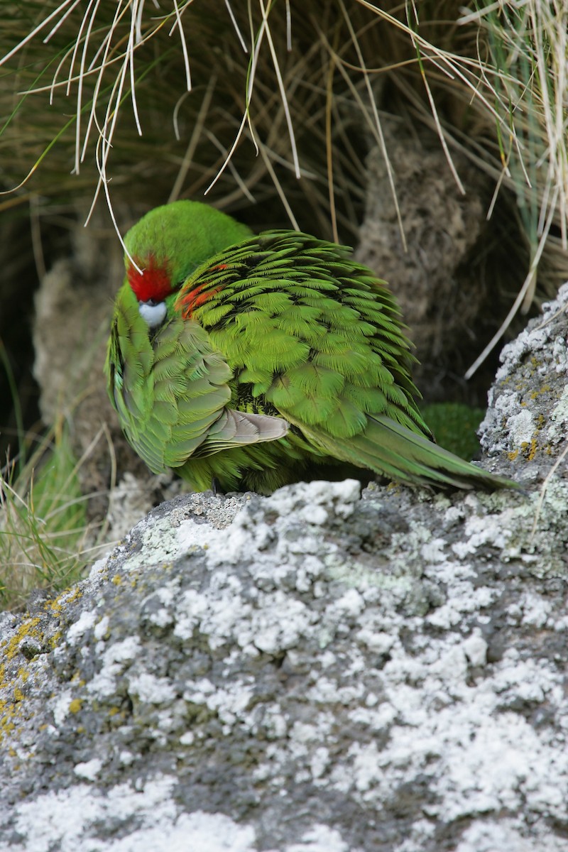 Reischek's Parakeet - ML224250921