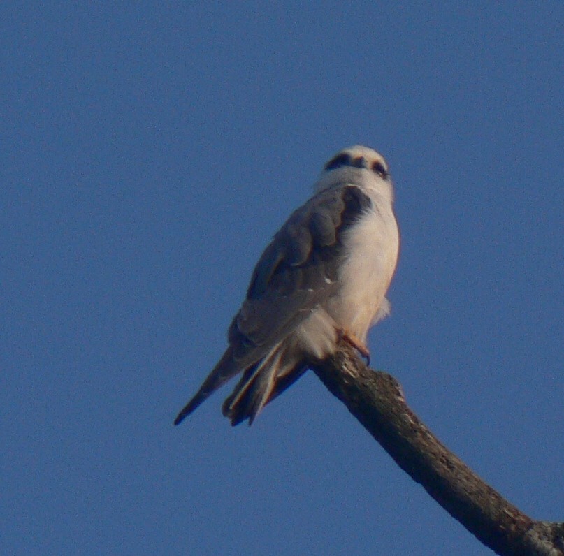 Black-winged Kite - ML22425221