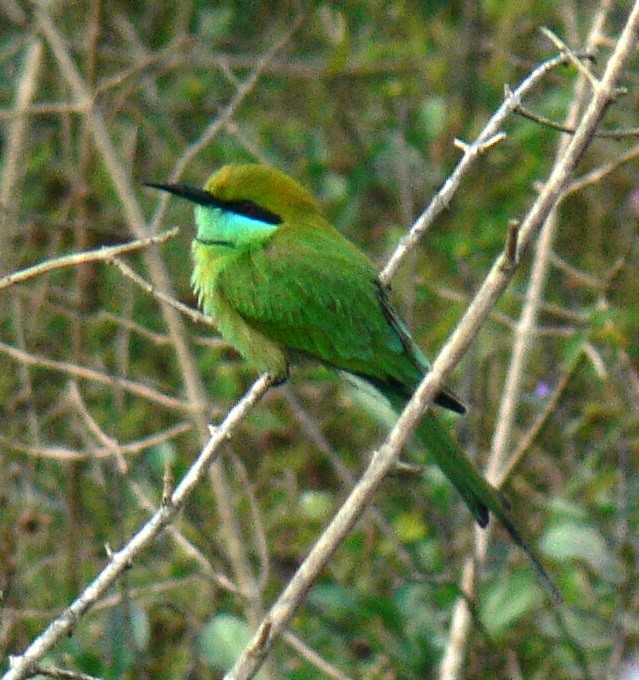 Asian Green Bee-eater - ML22425281