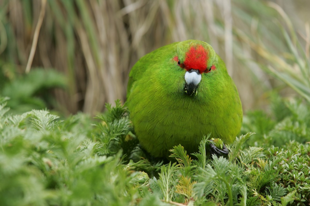 Reischek's Parakeet - David Boyle