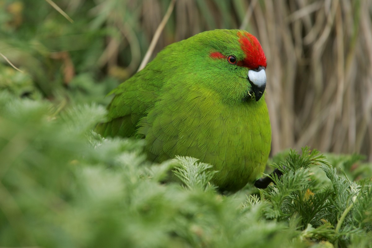 Reischek's Parakeet - David Boyle