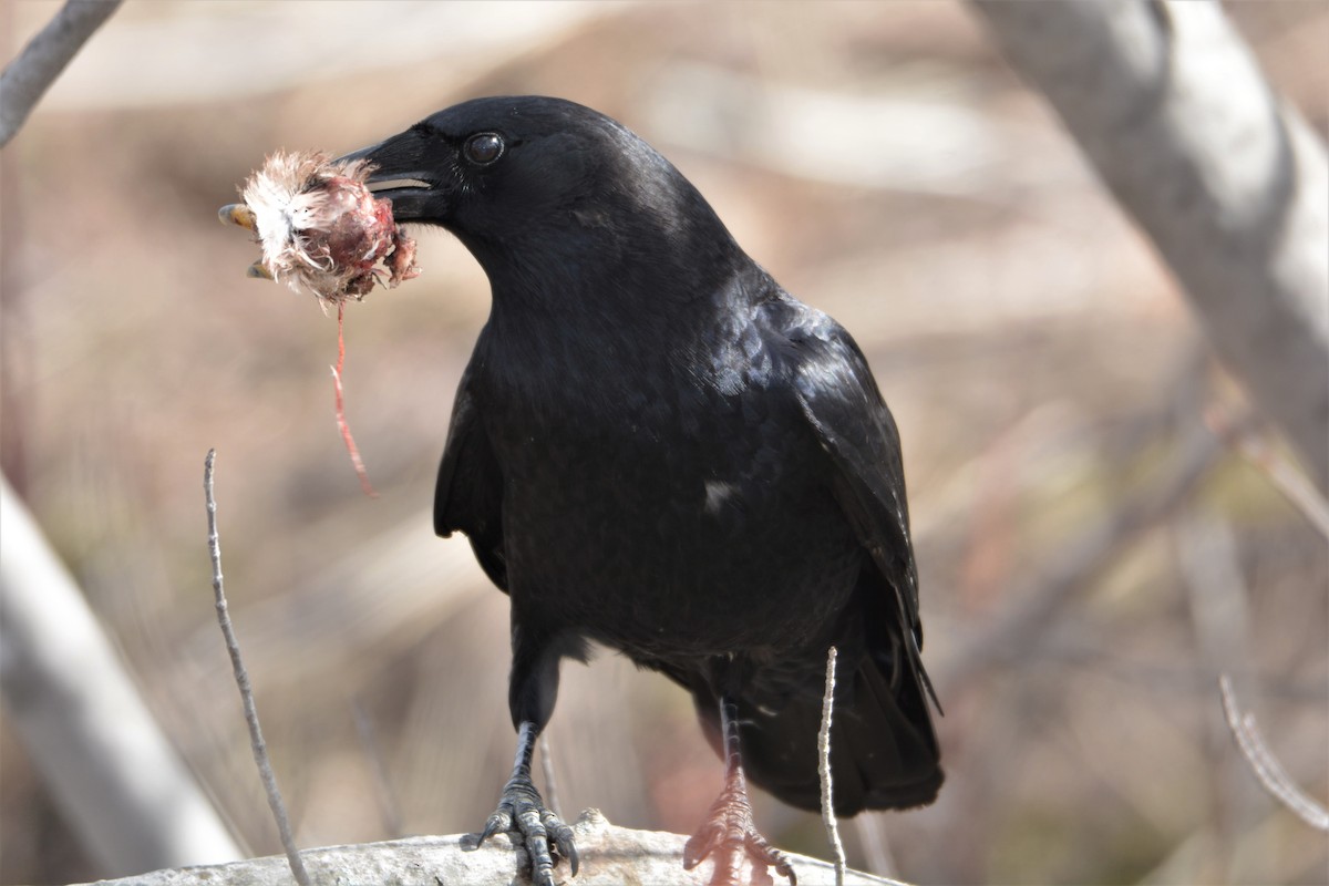 American Crow - ML224254621