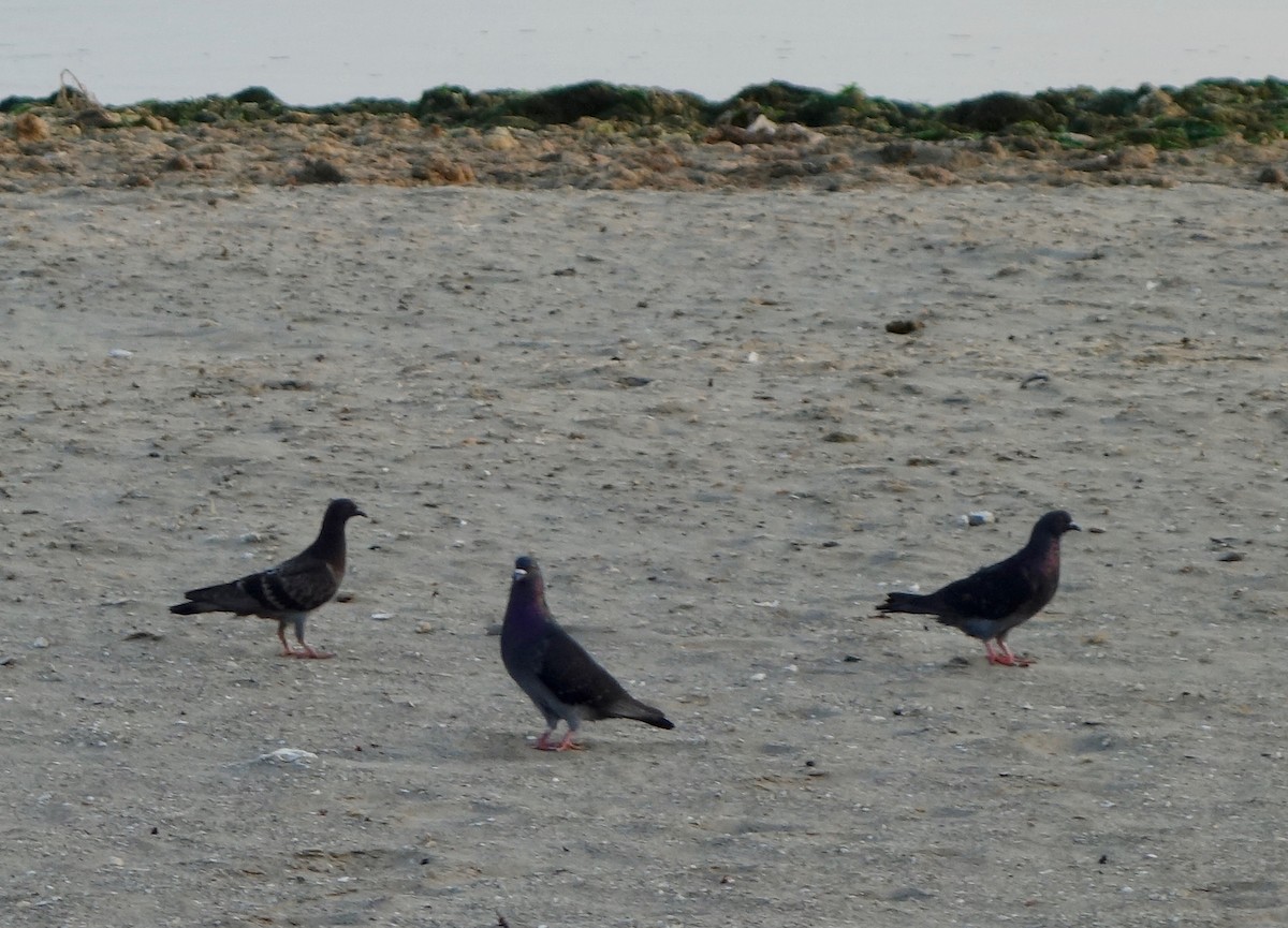 Rock Pigeon (Feral Pigeon) - ML224255451