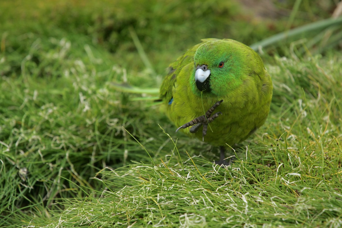 Antipodes Parakeet - ML224256221