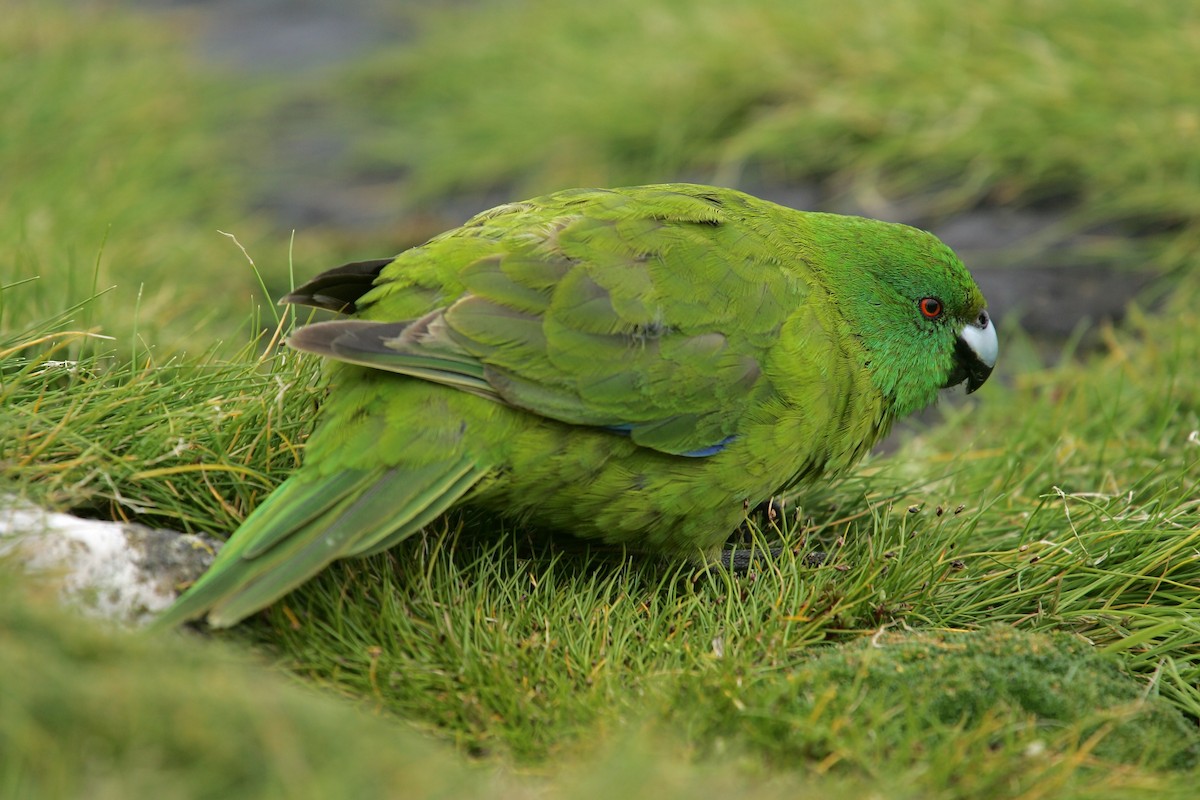 Antipodes Parakeet - David Boyle