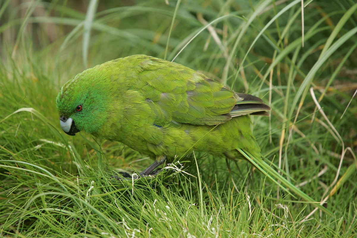 Antipodes Parakeet - ML224256451