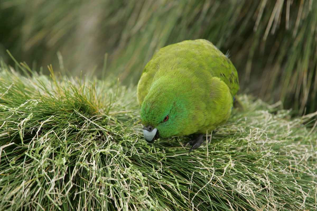 Antipodes Parakeet - ML224256461