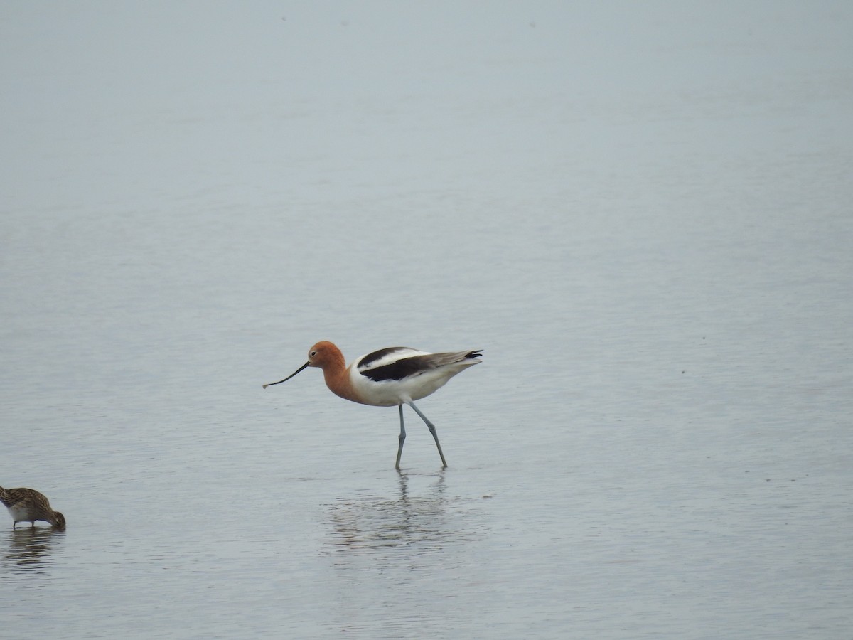 American Avocet - ML224257171